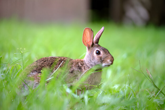 how is going natural with toltrazuril as a gentle de-wormer for rabbits? deworming your rabbits, toltrazuril benefits