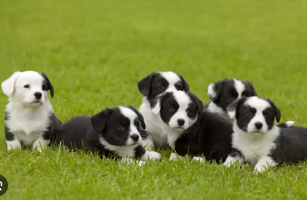 the ultimate solution: toltrazuril for puppies and effective coccidia management toltrazuril for puppies