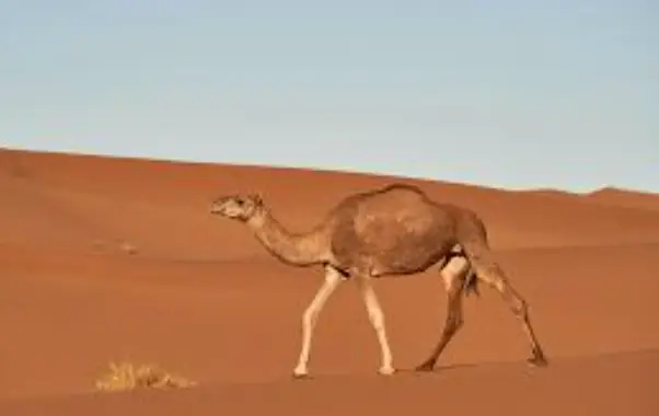 toltrazuril for camels - comprehensive guide toltrazuril for camels