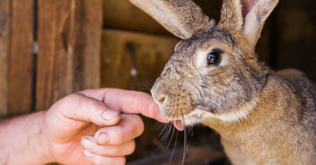 how to deworm rabbits with toltrazuril: a complete guide deworm rabbits with toltrazuril