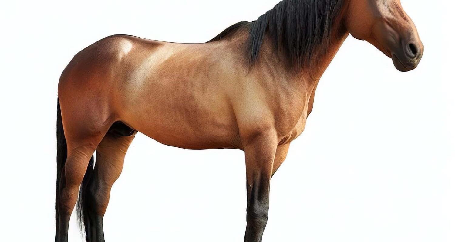 Colonic Ulcers in Horses