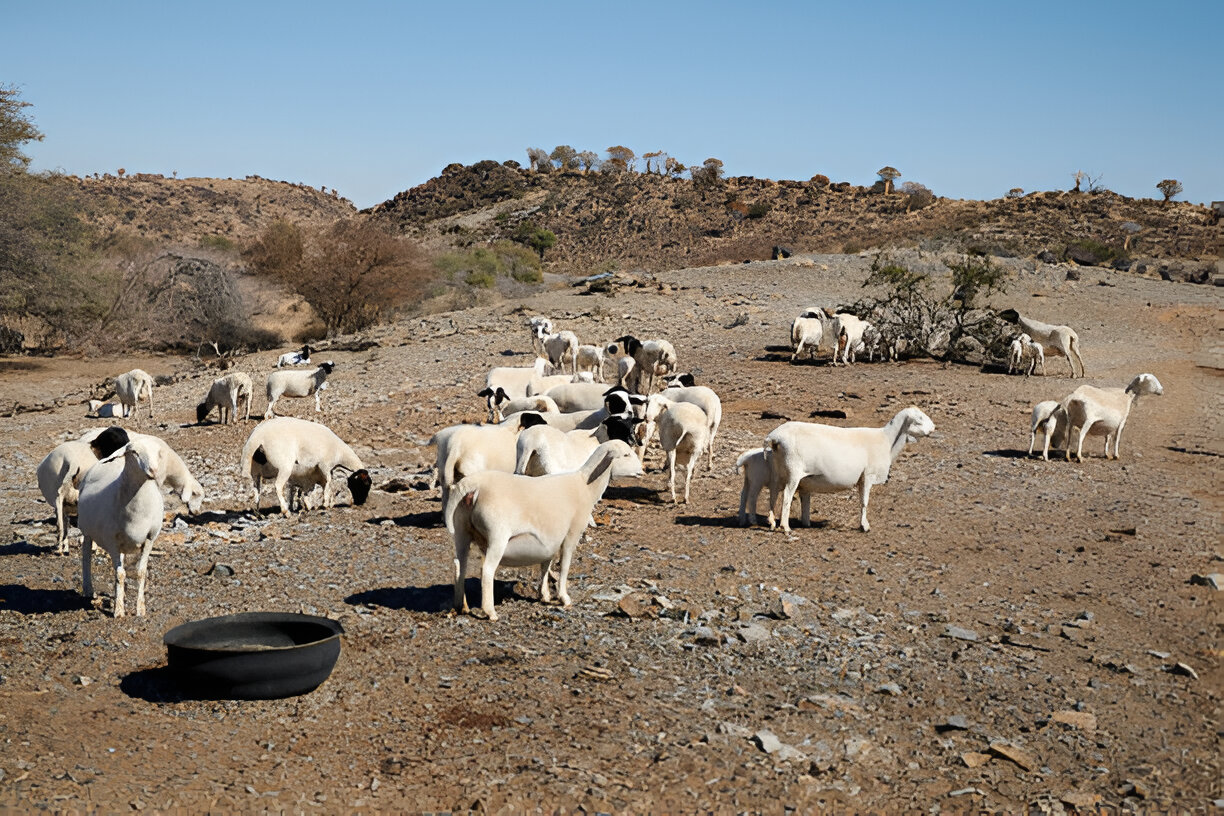 Dorper Sheep Grazing