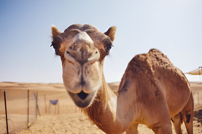 the key to camel health: toltrazuril, a must-have addition camel health