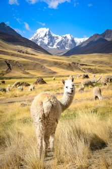 alpacas