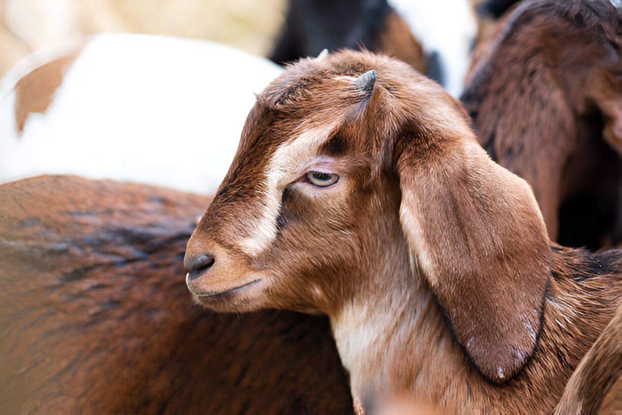 Coccidiosis in Goats
