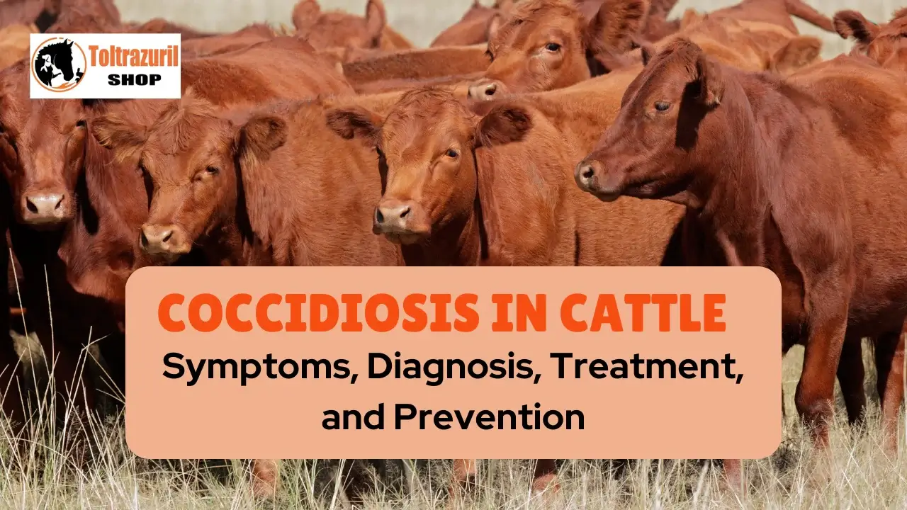 Coccidiosis in Cattle