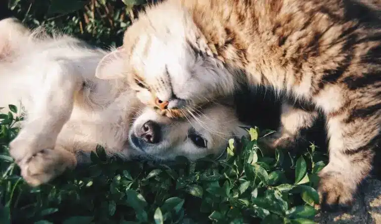 incorporating toltrazuril into your pet's routine for health and wellness toltrazuril into your pet routine health