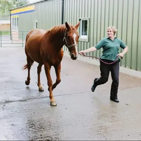 ancillary approaches for equine protozoal myeloencephalitis (epm) management in horses: part 1 horse epm symptoms diagnosis and treatment