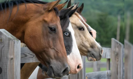 treating equine gastric ulcer syndrome with omeprazole omeprazole