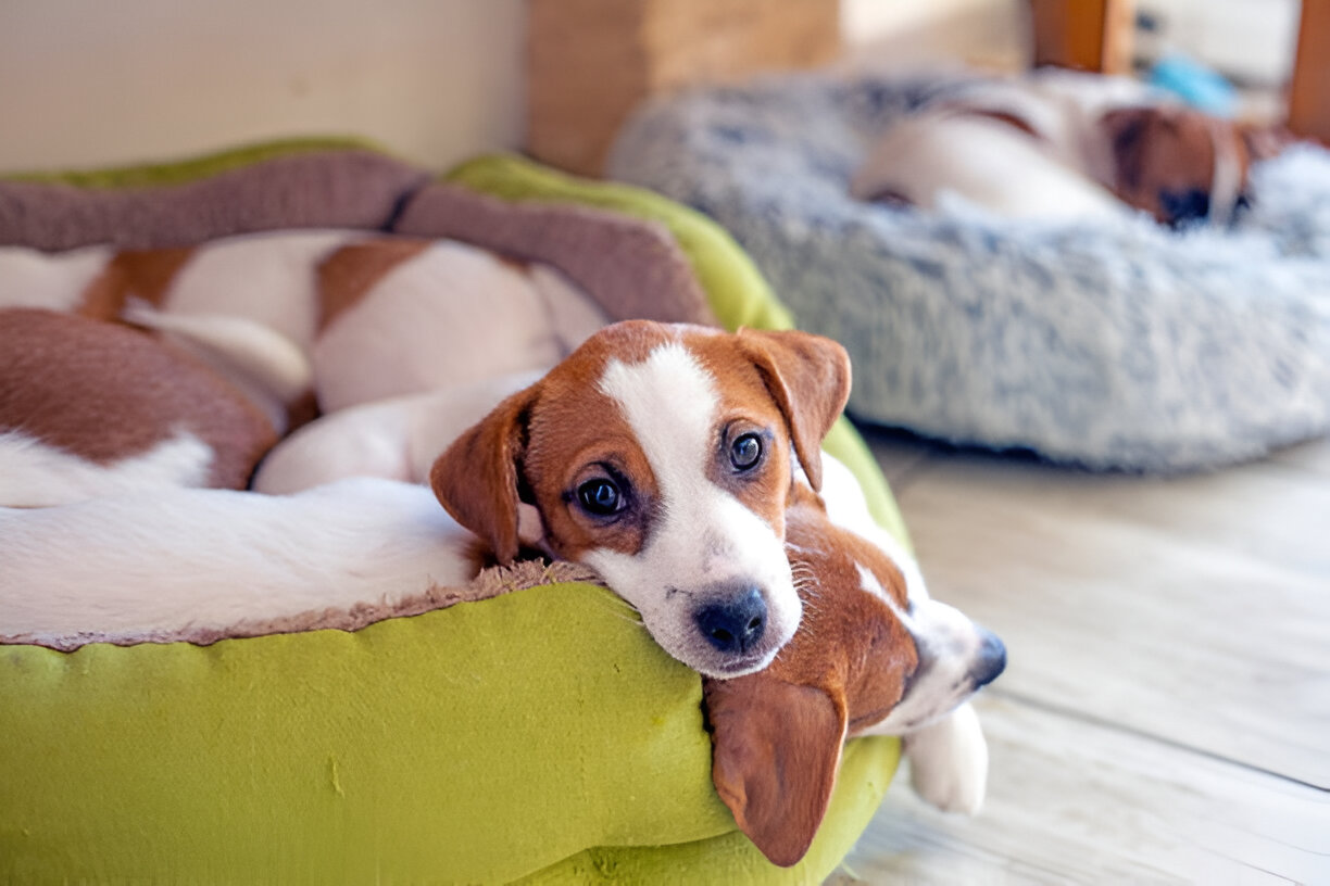 Albendazole - Deworming for Animals