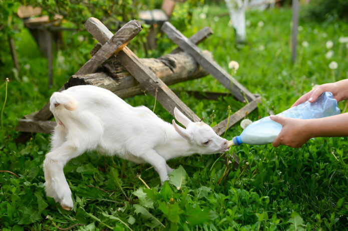 toltrazuril for goats- a comprehensive guide to dosage, administration, and coccidia prevention toltrazuril dosage for goats