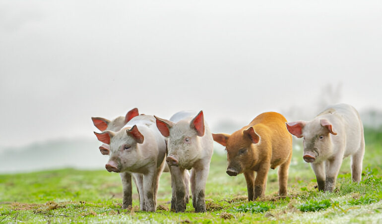 toltrazuril for pigs- a comprehensive guide toltrazuril treatment for coccidia in pigs