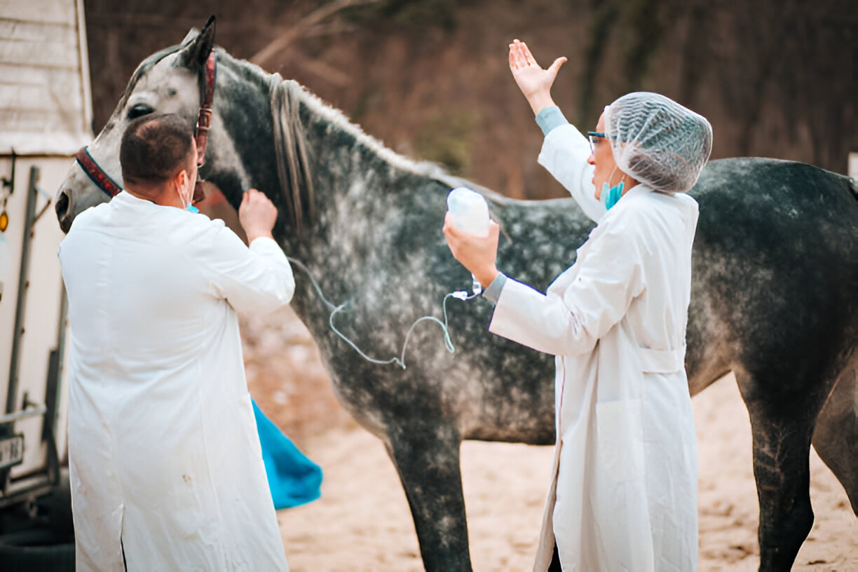 Toltrazuril Dose for Horses