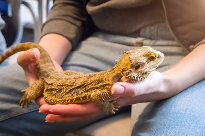toltrazuril for bearded dragons- a comprehensive guide toltrazuril for bearded dragons