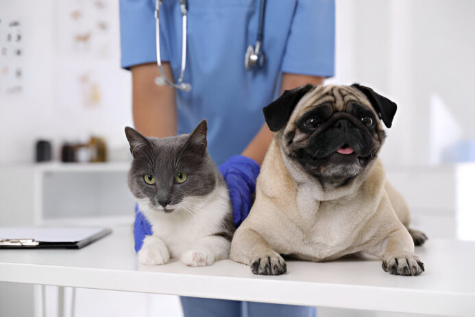 nitenpyram for ticks and fleas - a safe solution for pets nitenpyram cats and dogs