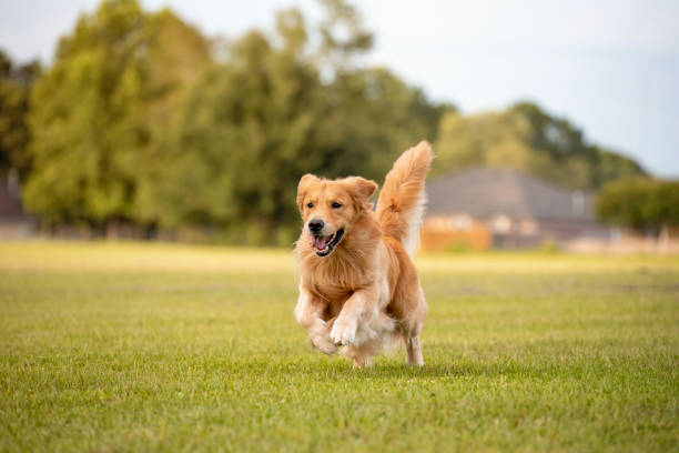 albon for dogs: a guide to treating coccidia and bacterial infections albon for dogs coccidia infections