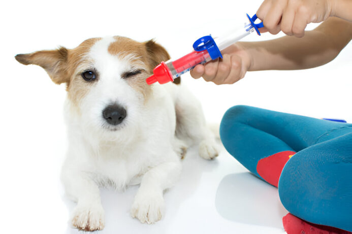 metronidazole dosing in dogs - safe and effective use metronidazole for dogs