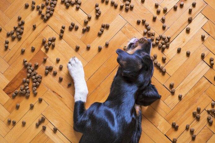 metronidazole dose for dogs - safe usage and guidelines metronidazole for dogs
