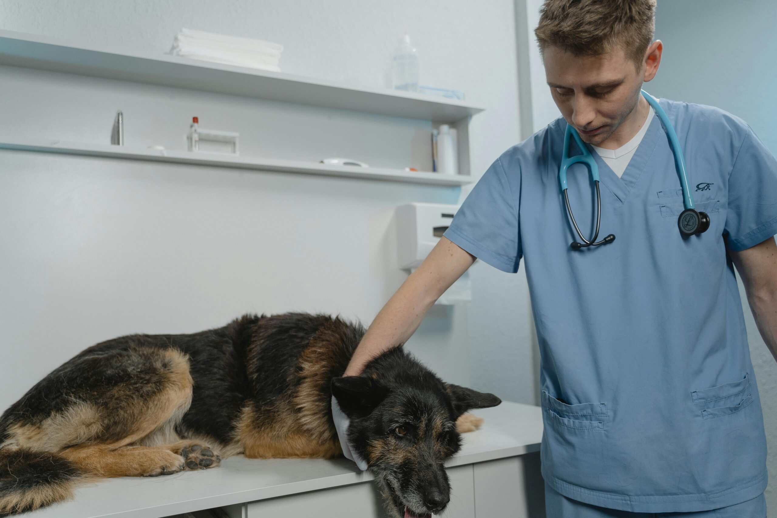 Ivermax for Dogs