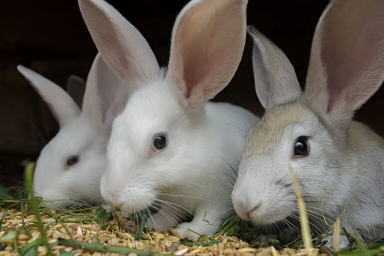 Boost Your Rabbit’s Health : How To Use Fenbendazole 10%