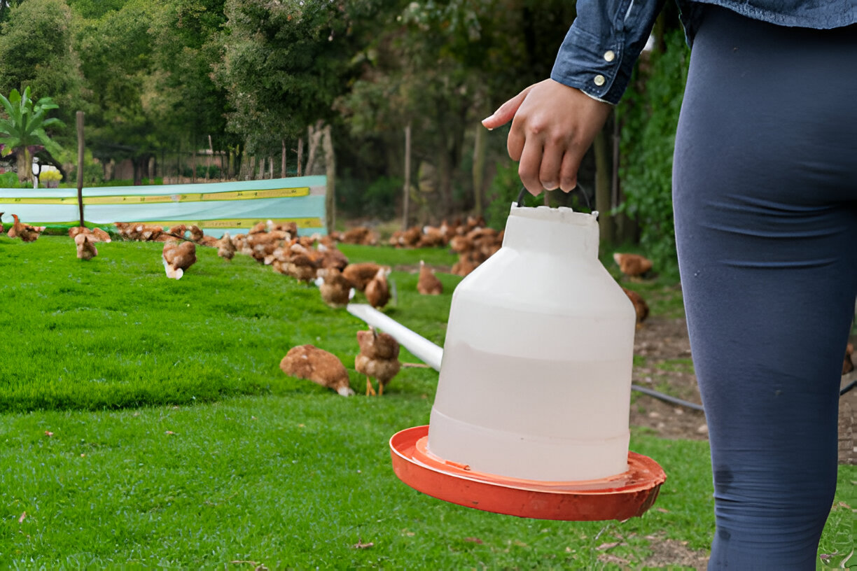 Toltrazuril for chickens