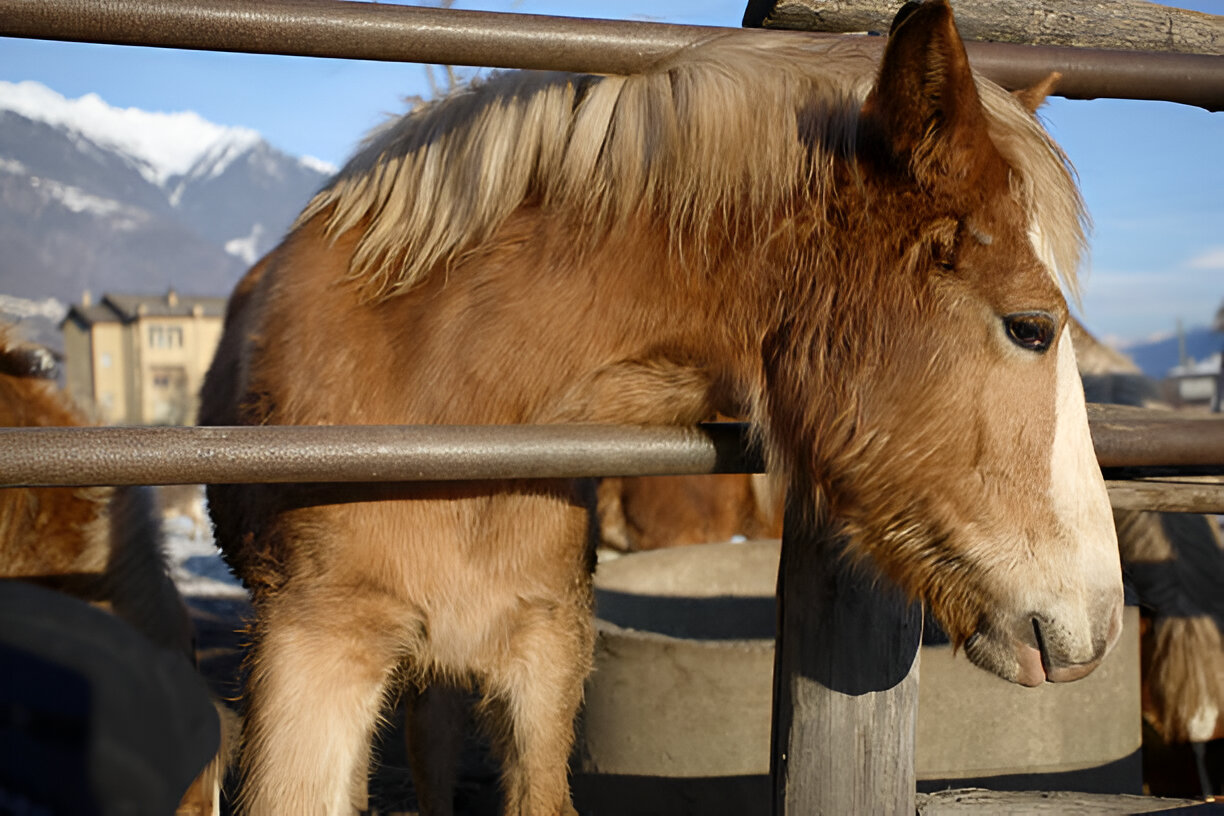 Toltrazuril for Horses