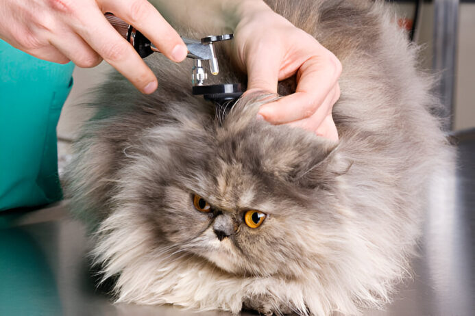 albon dewormer for cats- everything you need to know albon dewormer for cats