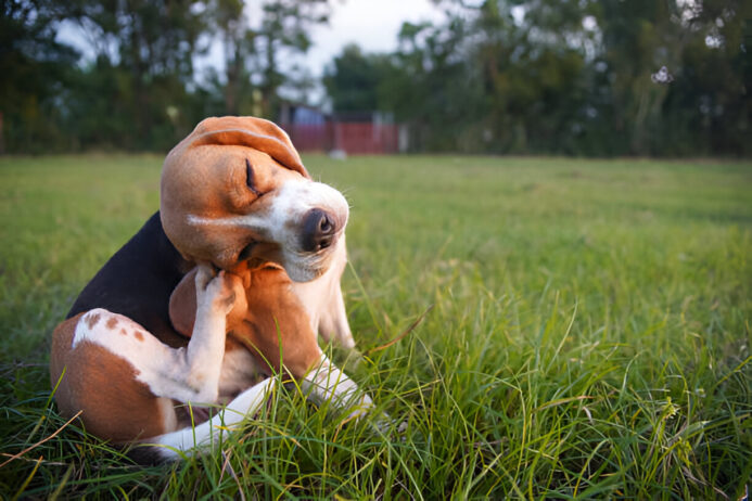 albon cost- understanding the price and how to save on pet medications albon cost for pets