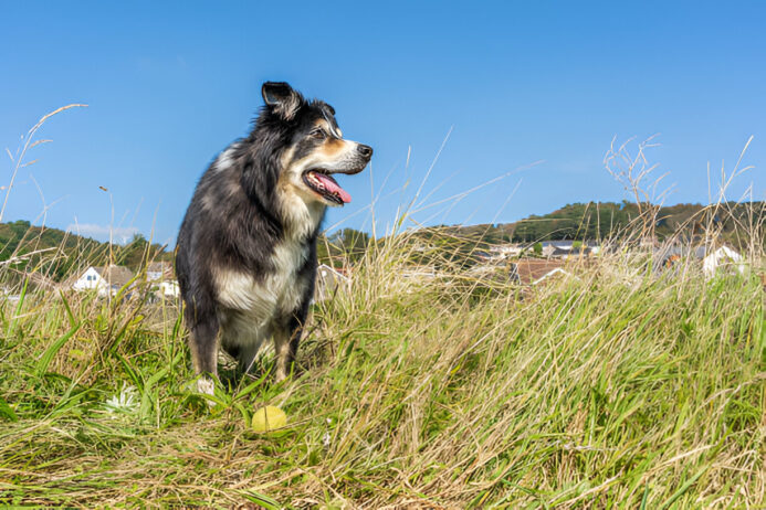 panacur for canine deworming- benefits, dosage, and side effects panacur for dogs
