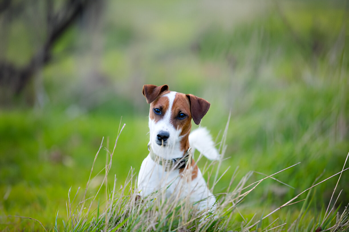 Fenbendazole for Canine Deworming