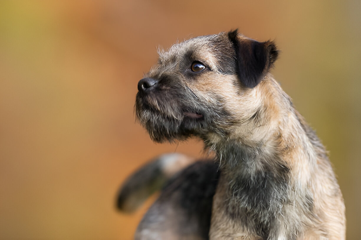 Metronidazole for Dogs