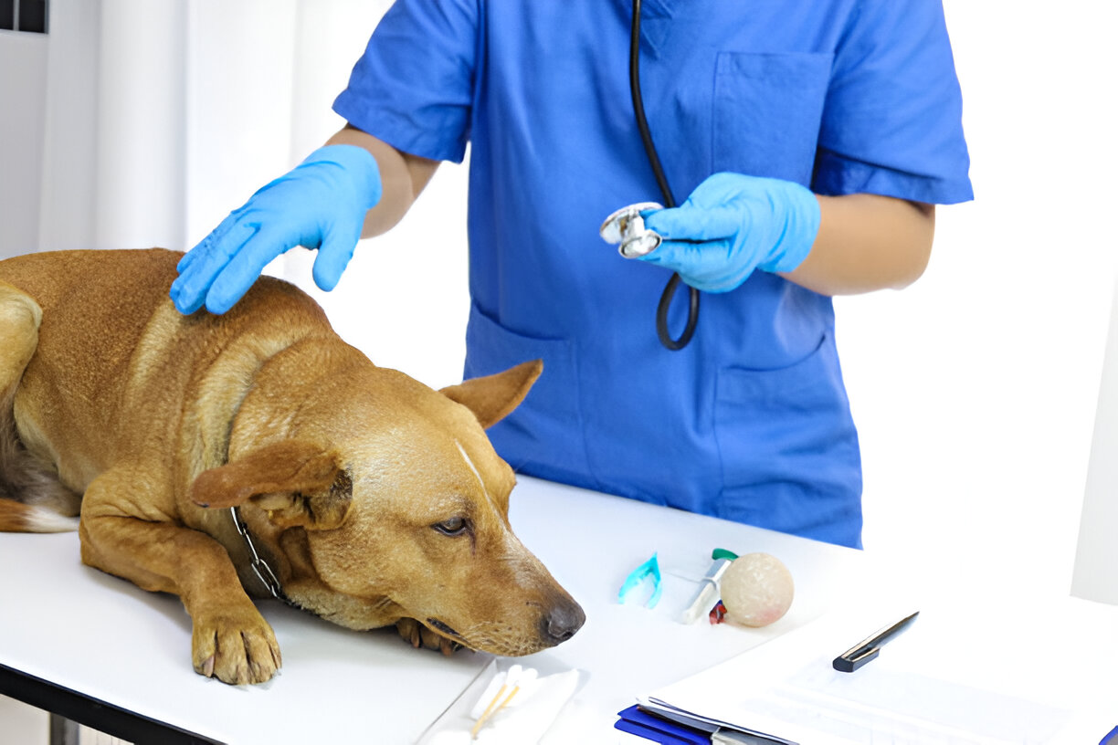 Canine Coccidiosis for dog
