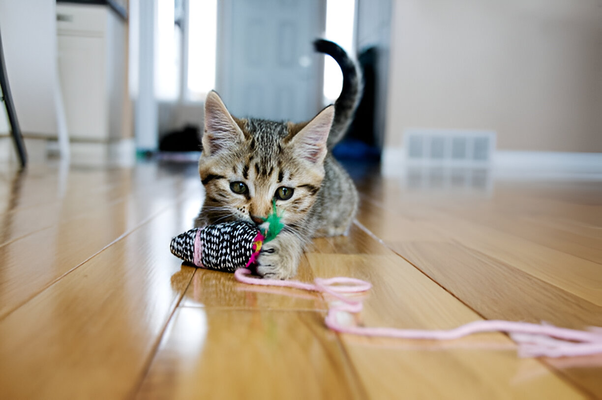 Toltrazuril Kittens