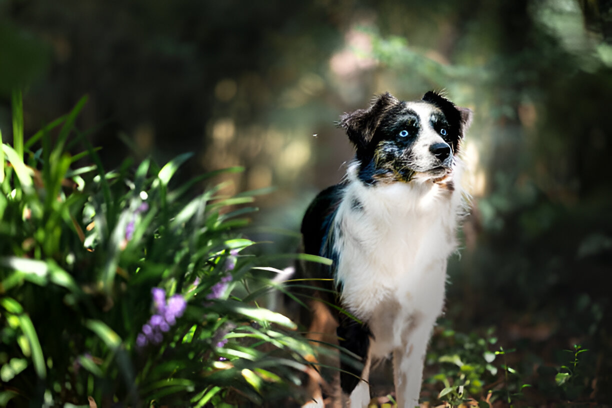 Albendazole Treatment for Tapeworms in Pets