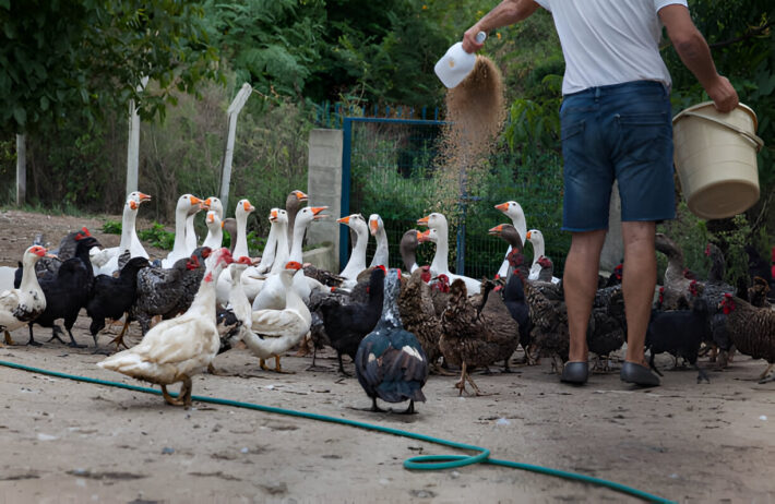 tylosin liquid solution for turkeys tylosin liquid solution for turkeys
