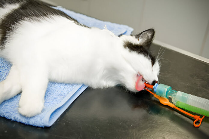 fenbendazole liquid dewormer for cats fenbendazole liquid dewormer for cats