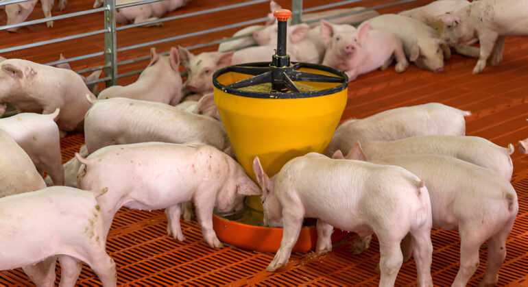 fenbendazole liquid dewormer for pigs fenbendazole liquid dewormer for pigs