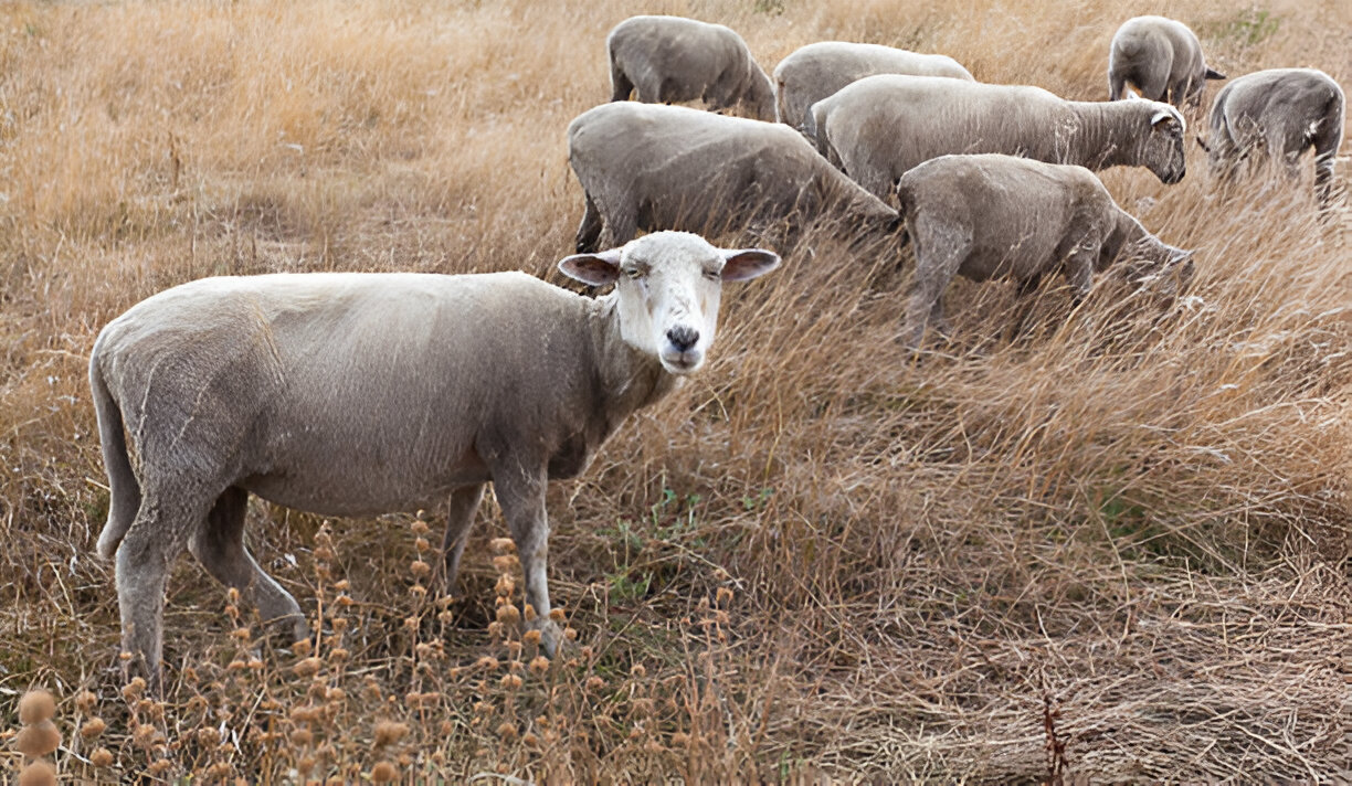Pyrantel Pamoate Dewormer for Sheep