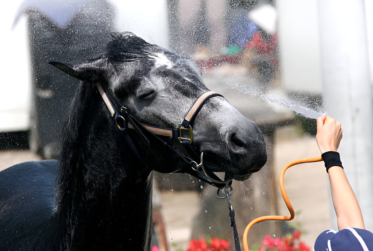 Pyrantel Liquid Solution for Horses