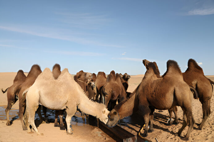 albendazole liquid solution for camels - comprehensive deworming solution albendazole liquid solution for camels