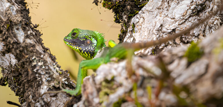 toltrazuril liquid solution for reptiles toltrazuril liquid solution for reptiles