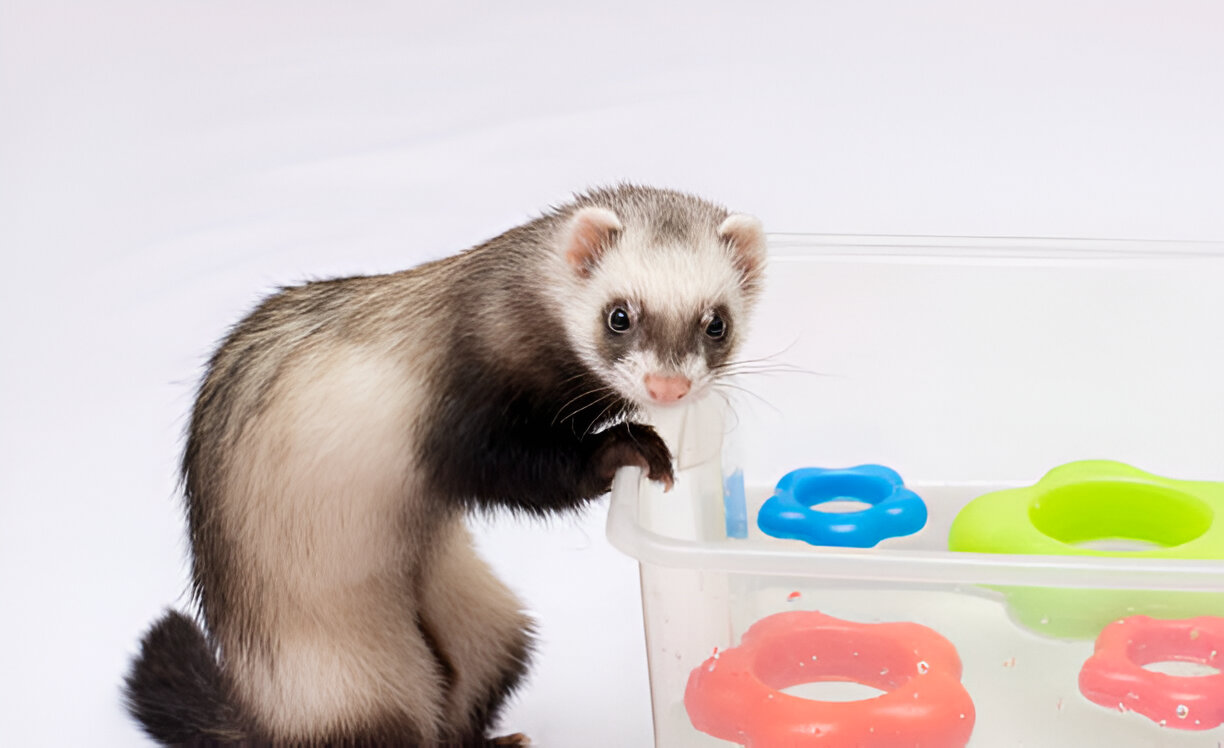 Ivermectin Liquid Solution for Ferrets