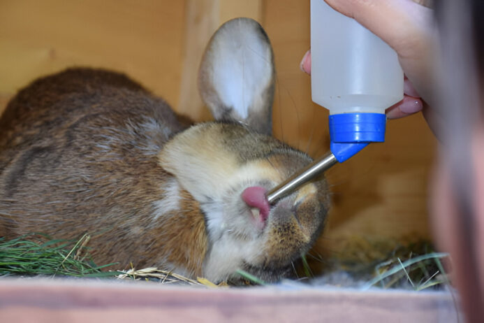 ponazuril liquid solution for rabbits ponazuril liquid solution for rabbits