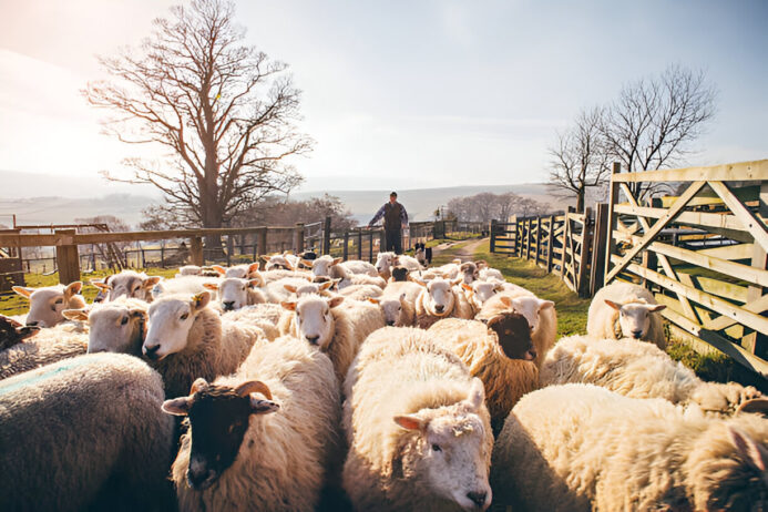 ponazuril liquid solution for sheep ponazuril liquid solution for sheep