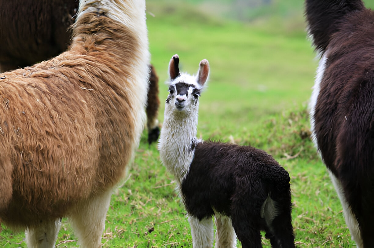 Toltrazuril Liquid Solution for Alpacas