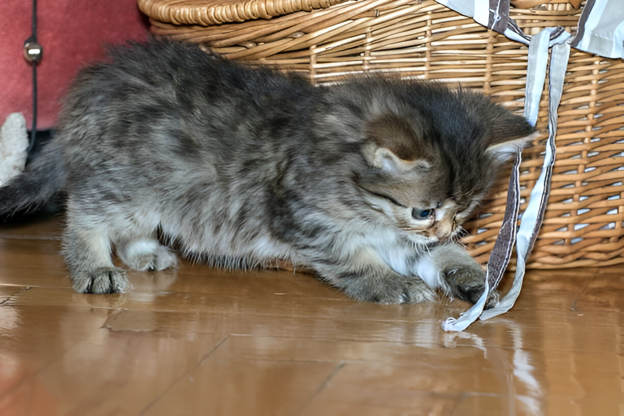 Roundworms in Kittens