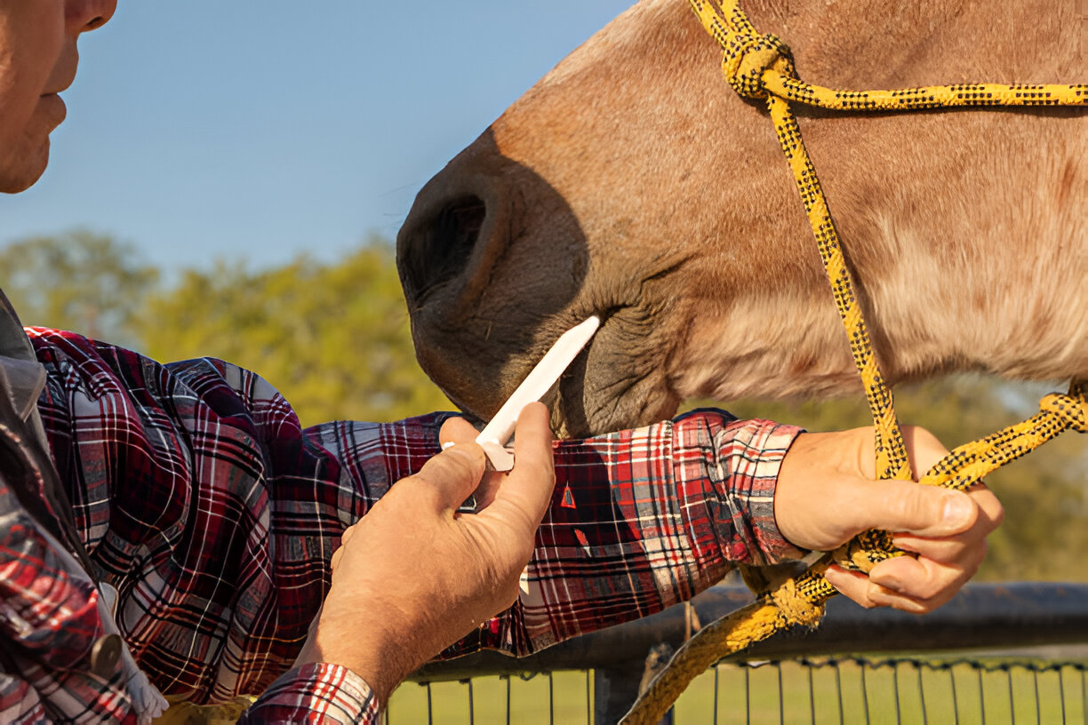 Ponazuril Paste for Horses