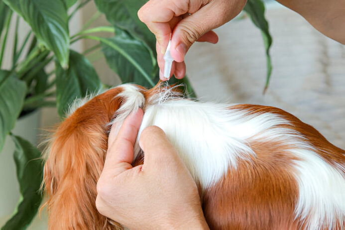 fenbendazole liquid dosage for dogs – best practices for effective treatment fenbendazole liquid dosage for dogs
