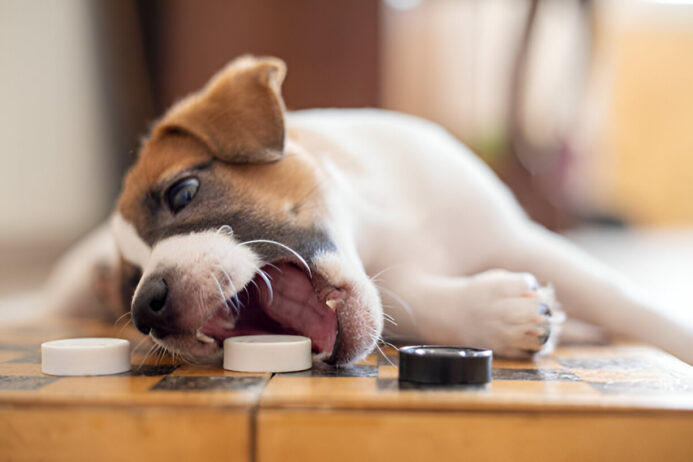 dog medicine fenbendazole- benefits, side effects, and proper administration dog medicine fenbendazole - side effects