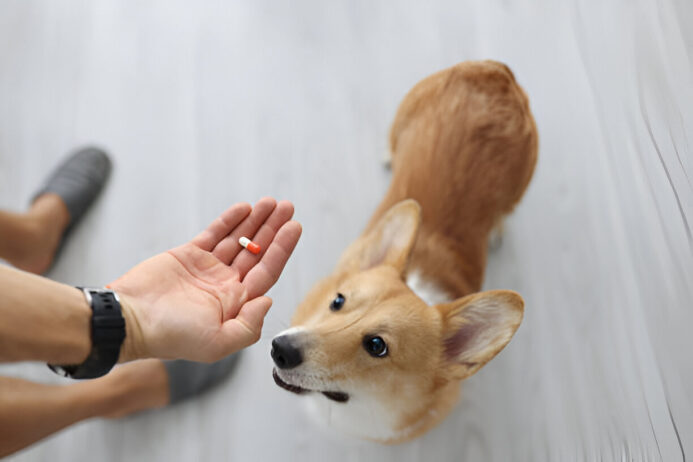 best pet supplements for small dogs best pet supplements for small dogs